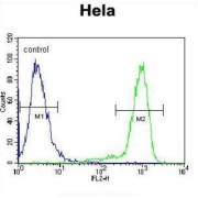 High Affinity Nerve Growth Factor Receptor (NTRK1) Antibody