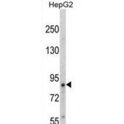 TrkA-pY791 Antibody