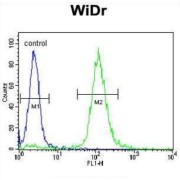 High Affinity Nerve Growth Factor Receptor (NTRK1) Antibody