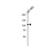 GP145-TrkC (TrkC) Antibody