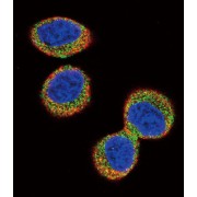 Tyrosine Protein Kinase Fer (FER) Antibody