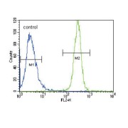V-Yes-1 Yamaguchi Sarcoma Viral Related Oncogene Homolog (LYN) Antibody