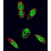 SRC Proto-Oncogene, Non-Receptor Tyrosine Kinase (SRC) Antibody