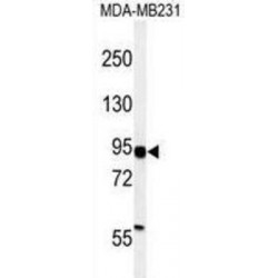Hypoxia-Inducible Factor 1-Alpha (HIF1a) Antibody