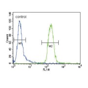 Cytochrome P450 3A4 (CYP3A4) Antibody