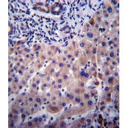 Cytochrome P450 3A4 (CYP3A4) Antibody