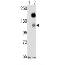 Cholecystokinin 4, Tetrapeptide (CCK4) Antibody