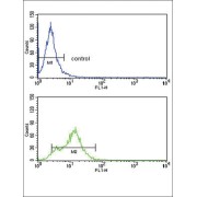 Serine/threonine-Protein Kinase Receptor R3 (ACVRL1) Antibody