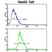 PK3CA Antibody