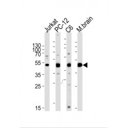 Dual Specificity Mitogen-Activated Protein Kinase Kinase 1 (MEK1) Antibody