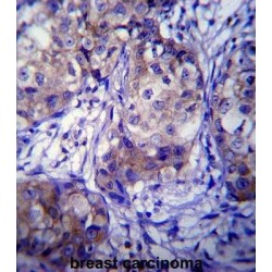 Cytochrome P450 1A1 (CYP1A1) Antibody