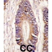 Mixed Lineage Kinase 4 (MLK4) Antibody