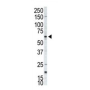 Western blot analysis of A375 cell lysates.