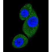 Phosphatidylinositol 3-Kinase Catalytic Subunit Type 3 (PI3KC3) Antibody