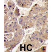 Phosphatidylinositol 3-Kinase Regulatory Subunit Gamma (PIK3R3) Antibody