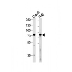 Haspin GSG2 Antibody