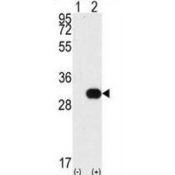 Serine/Threonine-Protein Kinase Nek7 (NEK7) Antibody