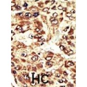 Wee1-Like Protein Kinase (WEE1) Antibody