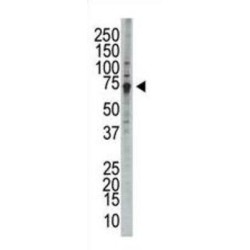 Wee1-Like Protein Kinase (WEE1) Antibody
