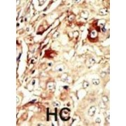 Wee1-Like Protein Kinase (WEE1) Antibody