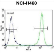 Diacylglycerol Kinase Theta (DGKQ) Antibody
