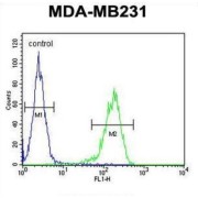 14-3-3 Protein Zeta/Delta (YWHAZ) Antibody