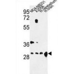 14-3-3 Protein Zeta/Delta (YWHAZ) Antibody