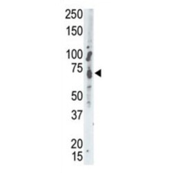 Protein-Tyrosine Phosphatase MEG2 (MEG2) Antibody