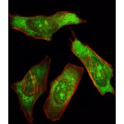 SH-PTP2 (SHP2) Antibody
