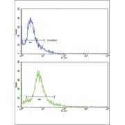 S-Phase Kinase-Associated Protein 2 (SKP2) Antibody