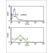 Translationally-Controlled Tumor Protein (TPT1) Antibody