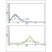 Interleukin 1 Beta (IL1B) Antibody