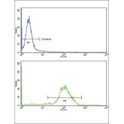 Natriuretic Peptides A (NPPA) Antibody