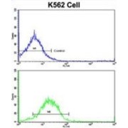 Interferon Alpha/Beta Receptor 1 (IFNAR1) Antibody