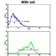 Bcl2 Like Protein 11 (BCL2L11) Antibody