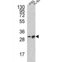 Bcl2 Like Protein 11 (BCL2L11) Antibody