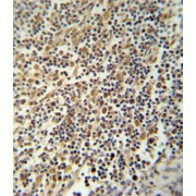 NACHT, LRR And PYD Domains-Containing Protein 3 (NLRP3) Antibody