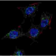 Sterol Regulatory Element-Binding Protein Cleavage-Activating Protein (SCAP) Antibody