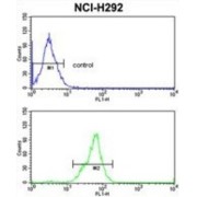 Protein Tob1 (TOB1) Antibody