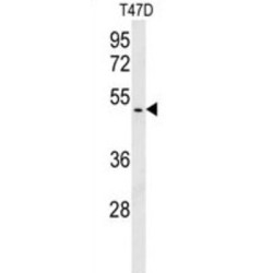 BRISC And BRCA1-A Complex Member 1 (HSPC142) Antibody