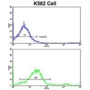 Lipin 2 (LPIN2) Antibody