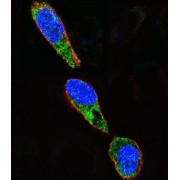 SRC Proto-Oncogene, Non-Receptor Tyrosine Kinase (SRC) Antibody
