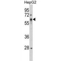 SRC Proto-Oncogene, Non-Receptor Tyrosine Kinase (SRC) Antibody