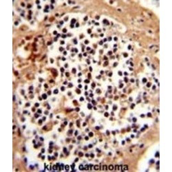 Serpin B7 (SERPINB7) Antibody