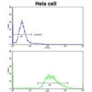 Leiomodin 1 (LMOD1) Antibody