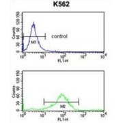 Ras-Related Protein Rab-7a (RAB7) Antibody