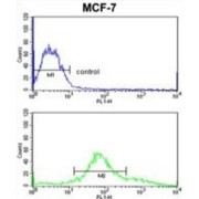 ZYG11A Antibody