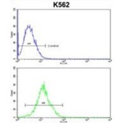 Potassium-Transporting ATPase Alpha Chain 2 (ATP12A) Antibody