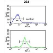 Tetraspanin 12 (TSPAN12) Antibody