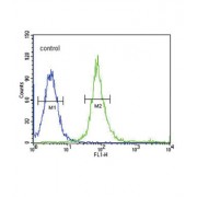 Snail Family Transcriptional Repressor 1 / SNAIL (SNAI1) Antibody